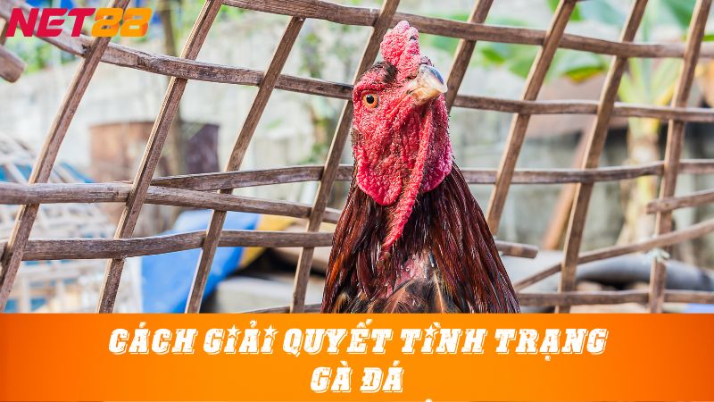 Cách giải quyết tình trạng gà đá nhanh mệt