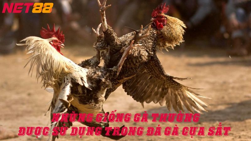 Những giống gà thường sử dụng trong đá gà cựa sắt 