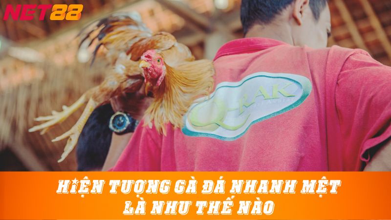 Hiện tượng gà đá nhanh mệt là như thế nào?