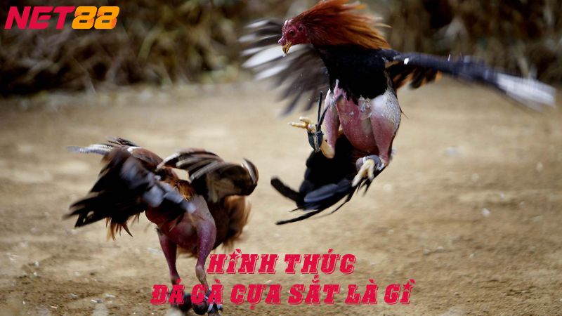 Hình thức đá gà cựa sắt là gì?