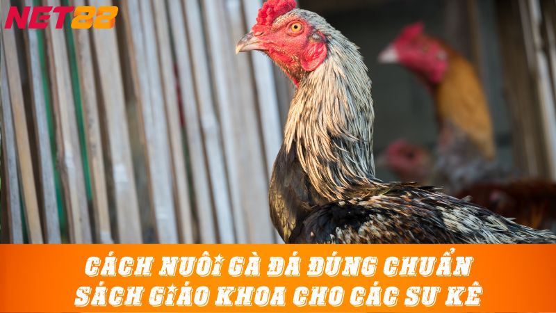 Cách nuôi gà đá đúng chuẩn sách giáo khoa cho các sư kê