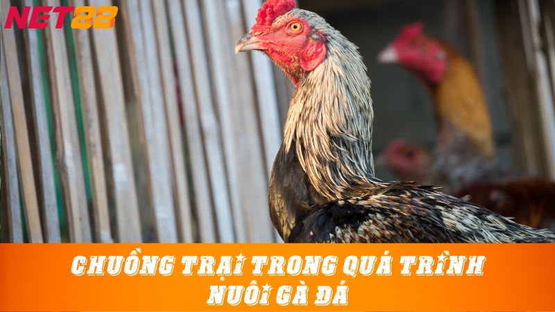 Chuồng trại trong quá trình nuôi gà đá